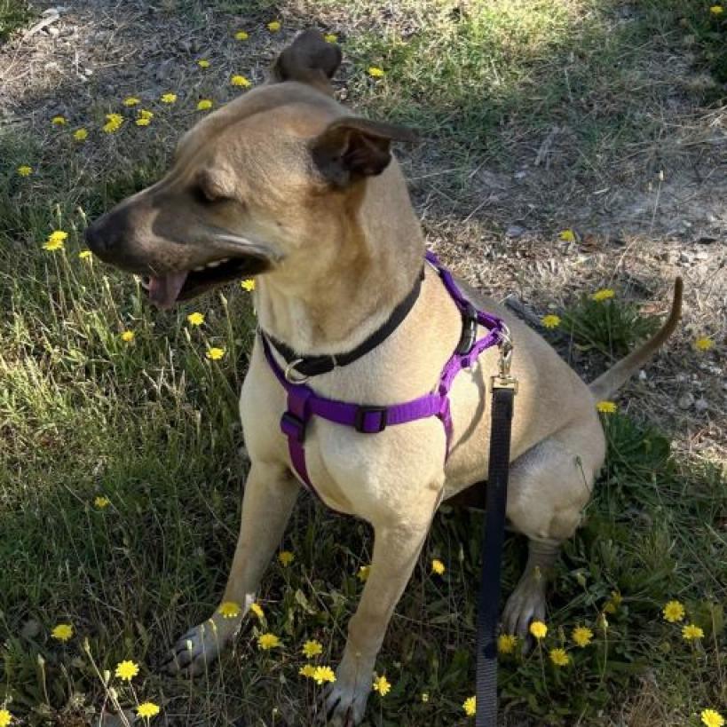 Jake, an adoptable Terrier, Shar-Pei in Grass Valley, CA, 95945 | Photo Image 2