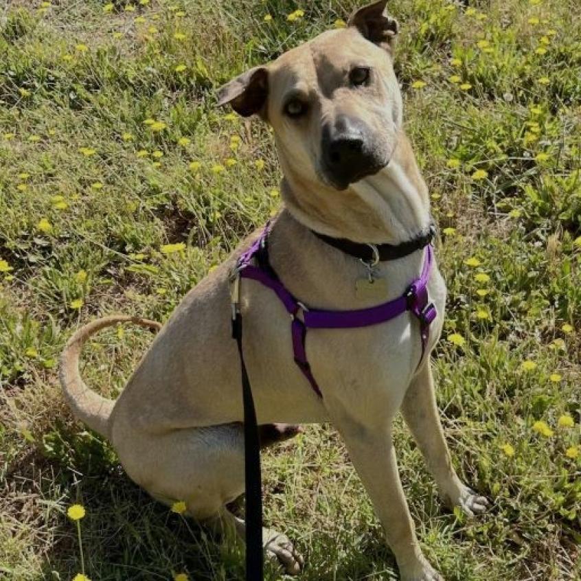 Jake, an adoptable Terrier, Shar-Pei in Grass Valley, CA, 95945 | Photo Image 3