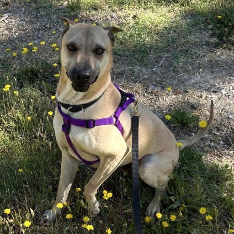 Jake, an adoptable Terrier, Shar-Pei in Grass Valley, CA, 95945 | Photo Image 4