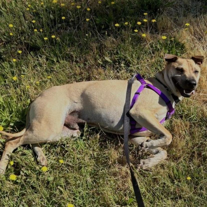 Jake, an adoptable Terrier, Shar-Pei in Grass Valley, CA, 95945 | Photo Image 5