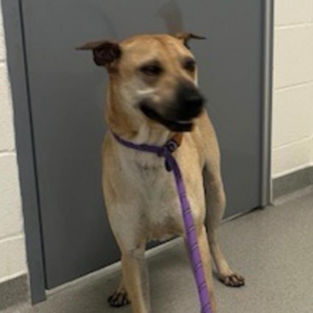 Jake, an adoptable Terrier, Shar-Pei in Grass Valley, CA, 95945 | Photo Image 6