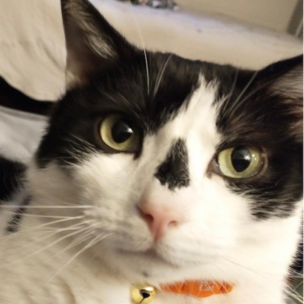 Kitty