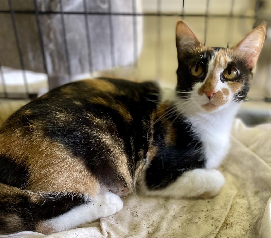 Rocky Road, an adoptable Manx, Domestic Short Hair in Portland, IN, 47371 | Photo Image 1