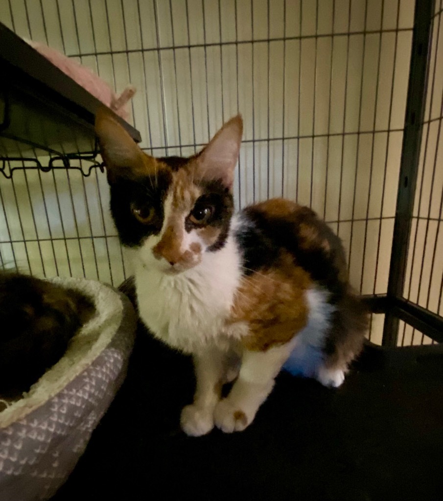 Rocky Road, an adoptable Manx, Domestic Short Hair in Portland, IN, 47371 | Photo Image 2