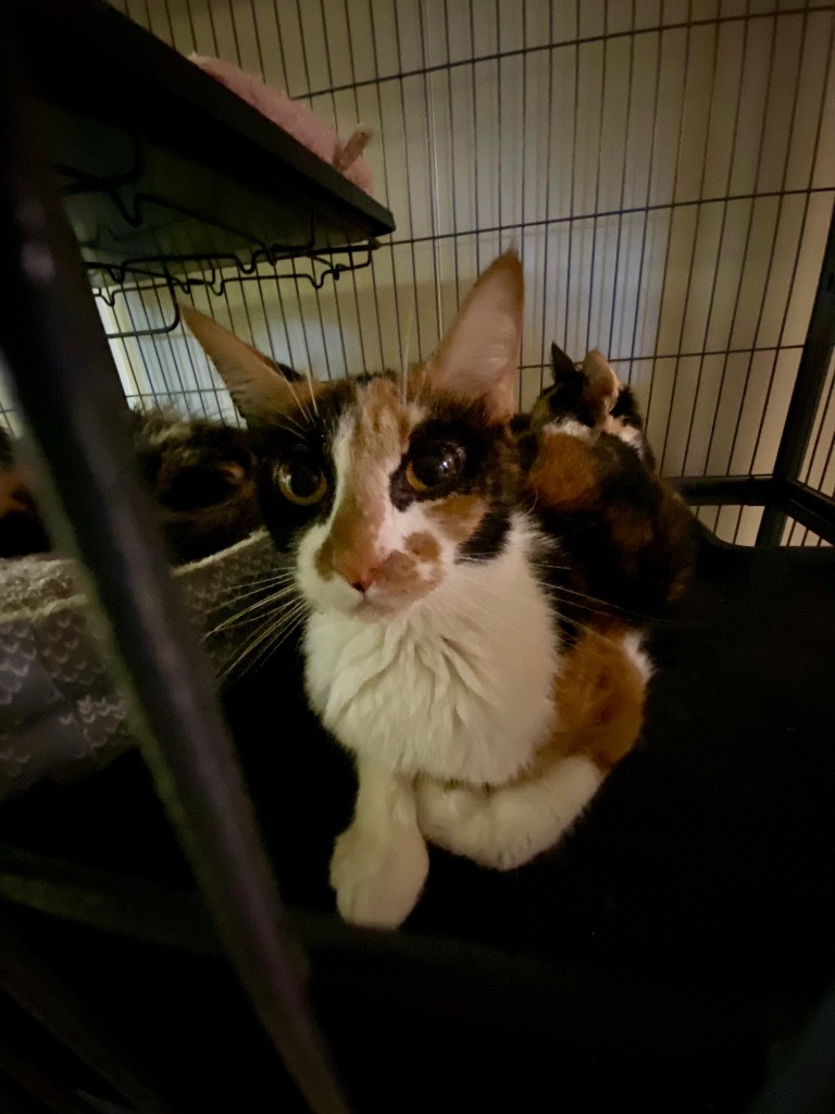 Rocky Road, an adoptable Manx, Domestic Short Hair in Portland, IN, 47371 | Photo Image 3