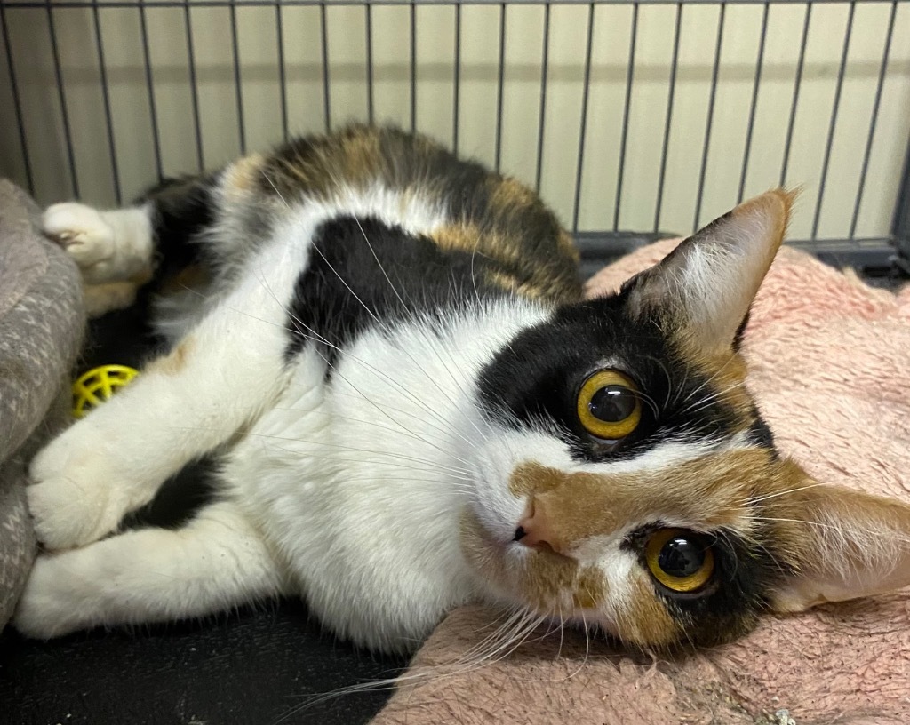 Rocky Road, an adoptable Manx, Domestic Short Hair in Portland, IN, 47371 | Photo Image 3