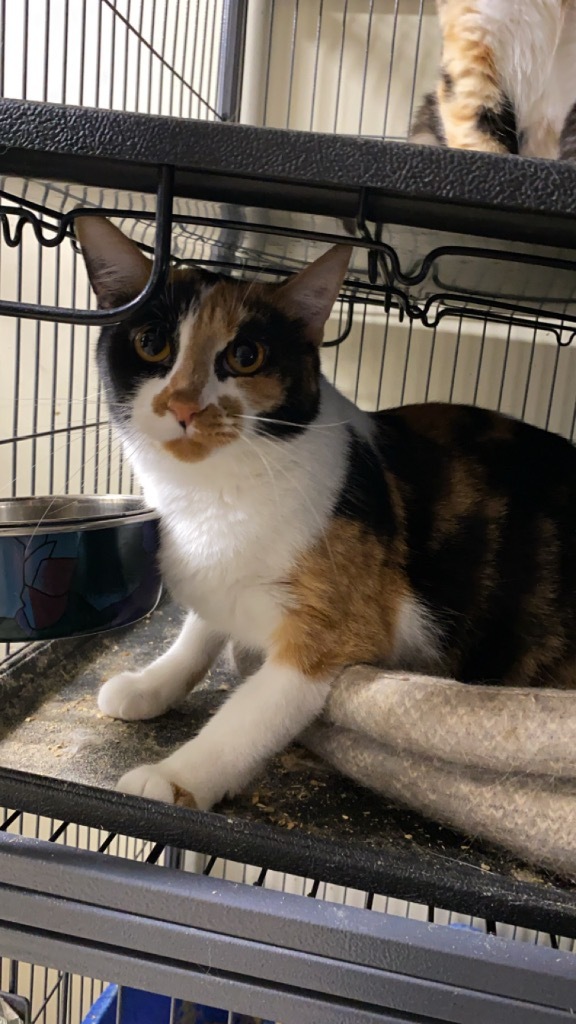 Rocky Road, an adoptable Manx, Domestic Short Hair in Portland, IN, 47371 | Photo Image 4