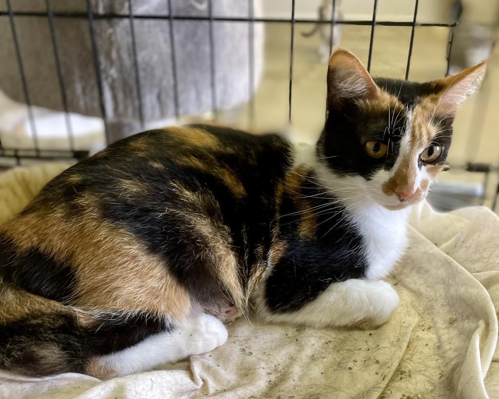 Rocky Road, an adoptable Manx, Domestic Short Hair in Portland, IN, 47371 | Photo Image 4