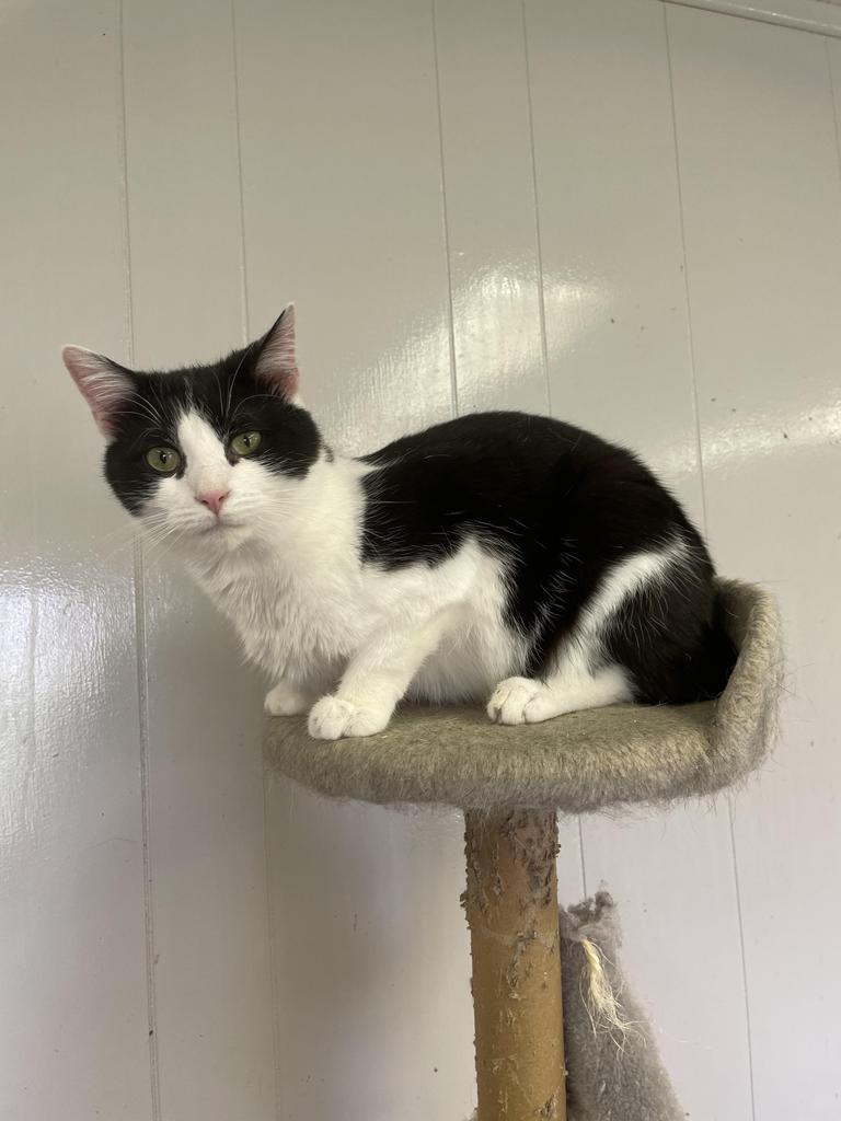 Leo, an adoptable Manx, Domestic Short Hair in Portland, IN, 47371 | Photo Image 1