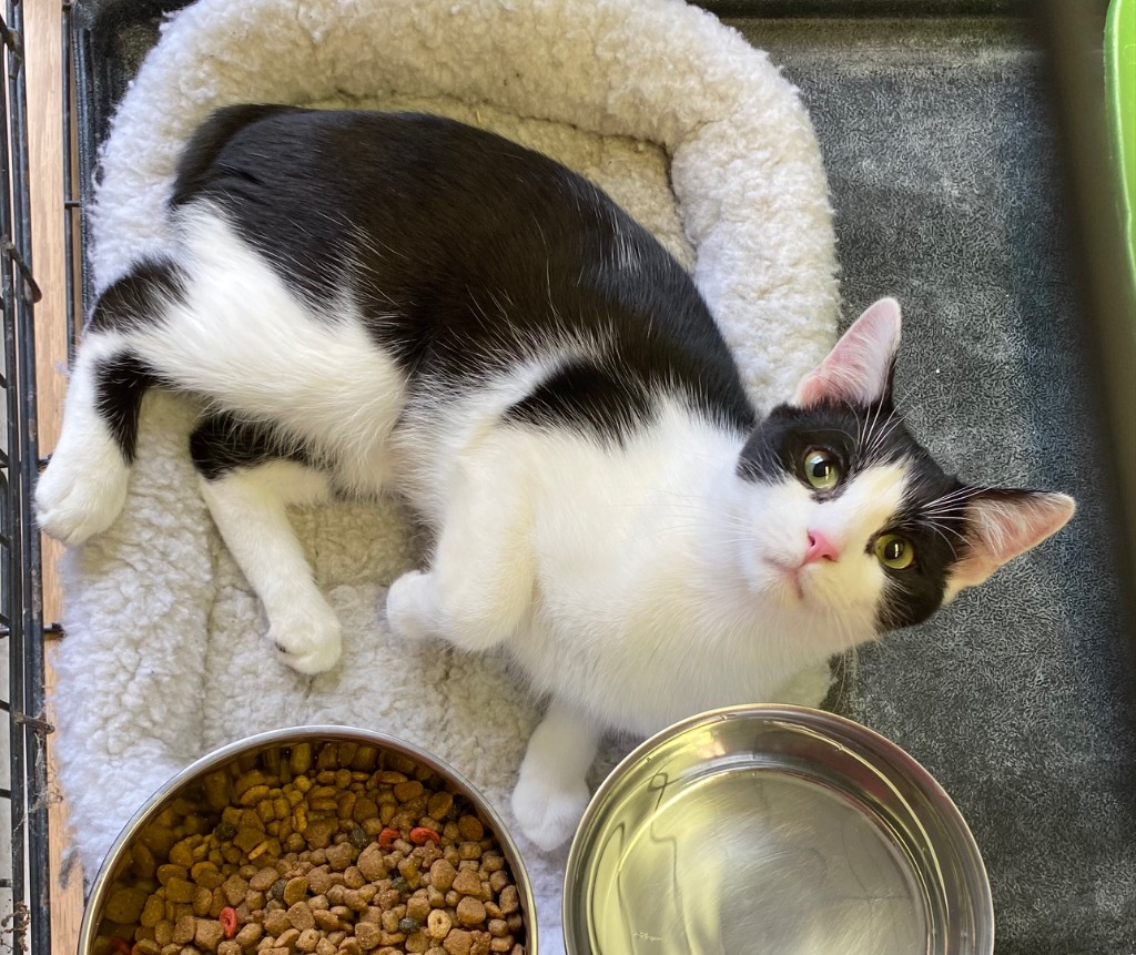 Leo, an adoptable Manx, Domestic Short Hair in Portland, IN, 47371 | Photo Image 2