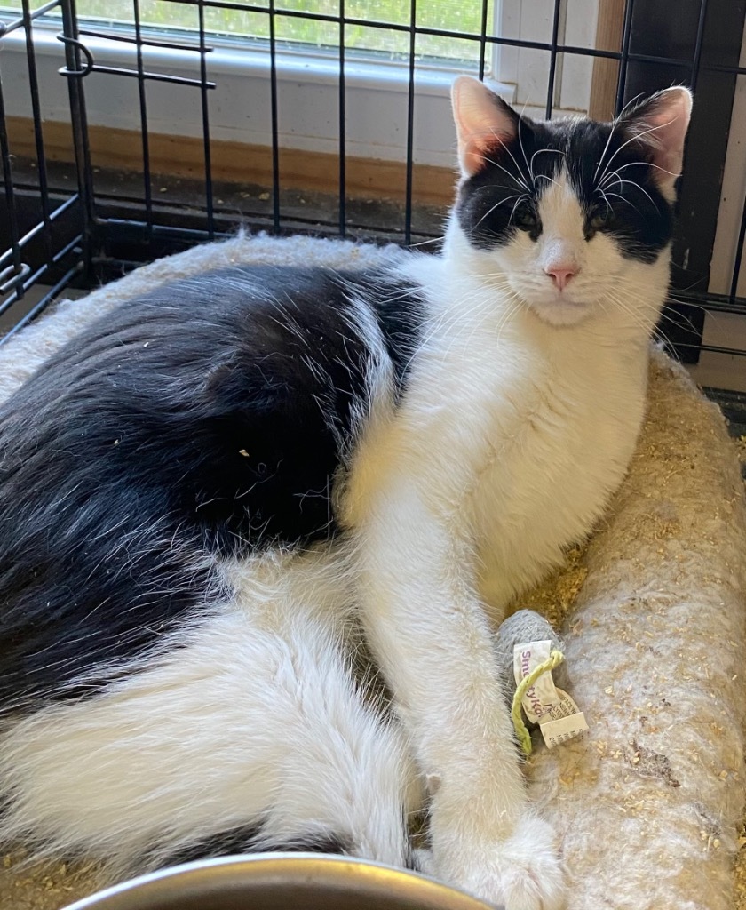Leo, an adoptable Manx, Domestic Short Hair in Portland, IN, 47371 | Photo Image 3