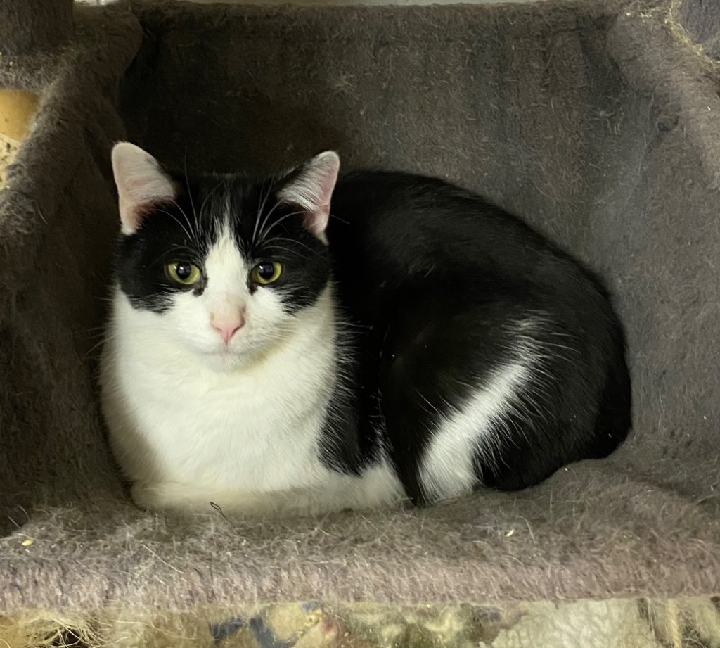 Leo, an adoptable Manx, Domestic Short Hair in Portland, IN, 47371 | Photo Image 4