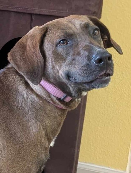 Zendaya, an adoptable Labrador Retriever, Mixed Breed in La Harpe, KS, 66751 | Photo Image 1