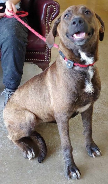 Zendaya, an adoptable Labrador Retriever, Mixed Breed in La Harpe, KS, 66751 | Photo Image 2