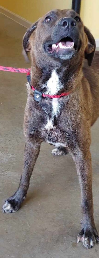 Zendaya, an adoptable Labrador Retriever, Mixed Breed in La Harpe, KS, 66751 | Photo Image 3