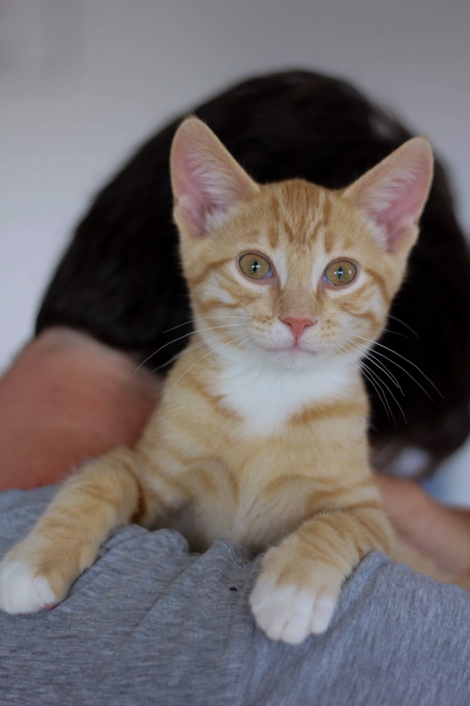 T1 Bubbles, an adoptable Domestic Short Hair in Ashland, WI, 54806 | Photo Image 1