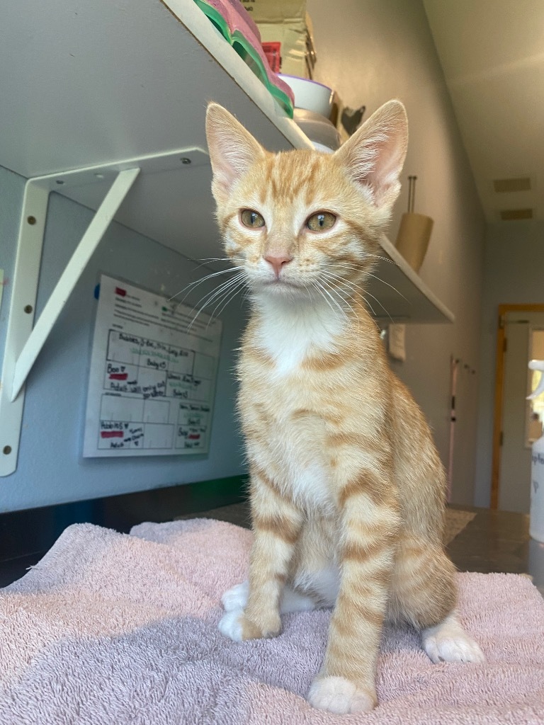 T1 Bubbles, an adoptable Domestic Short Hair in Ashland, WI, 54806 | Photo Image 2