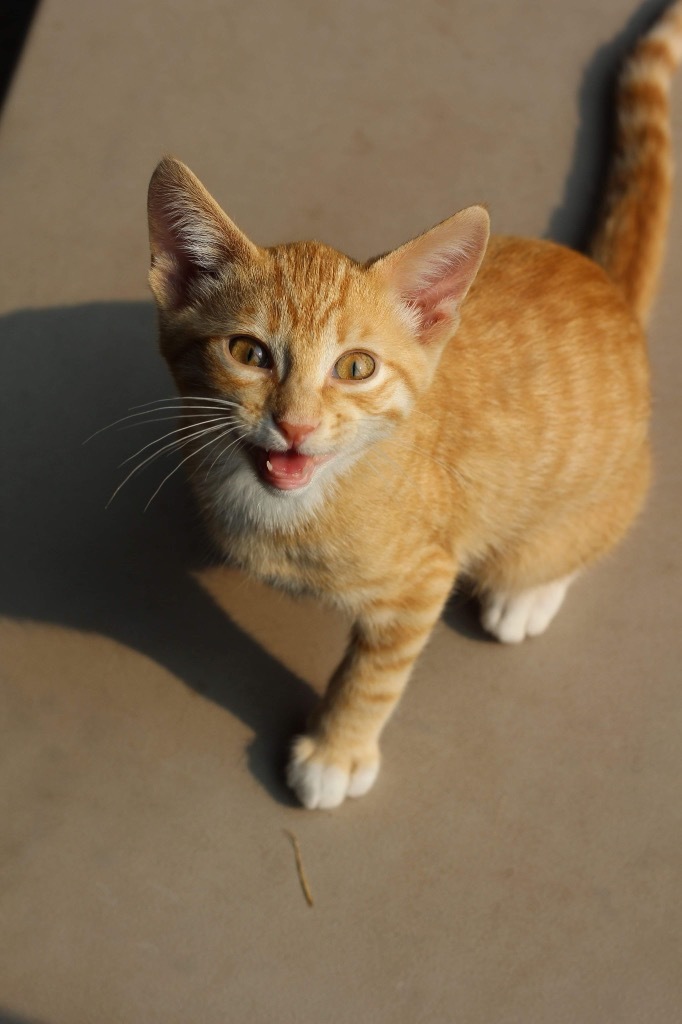 T1 Bubbles, an adoptable Domestic Short Hair in Ashland, WI, 54806 | Photo Image 3