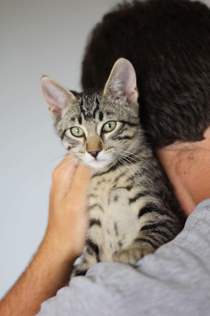 T4 Rick, an adoptable Domestic Short Hair in Ashland, WI, 54806 | Photo Image 1