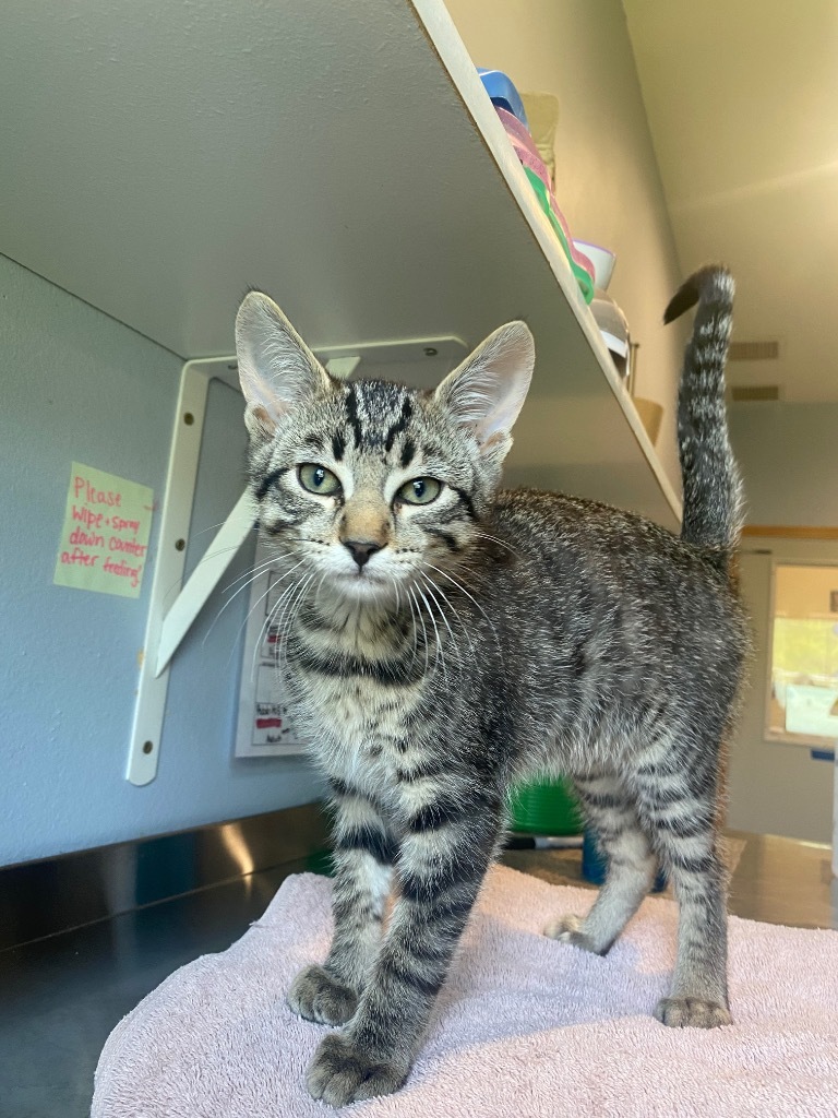 T4 Rick, an adoptable Domestic Short Hair in Ashland, WI, 54806 | Photo Image 2