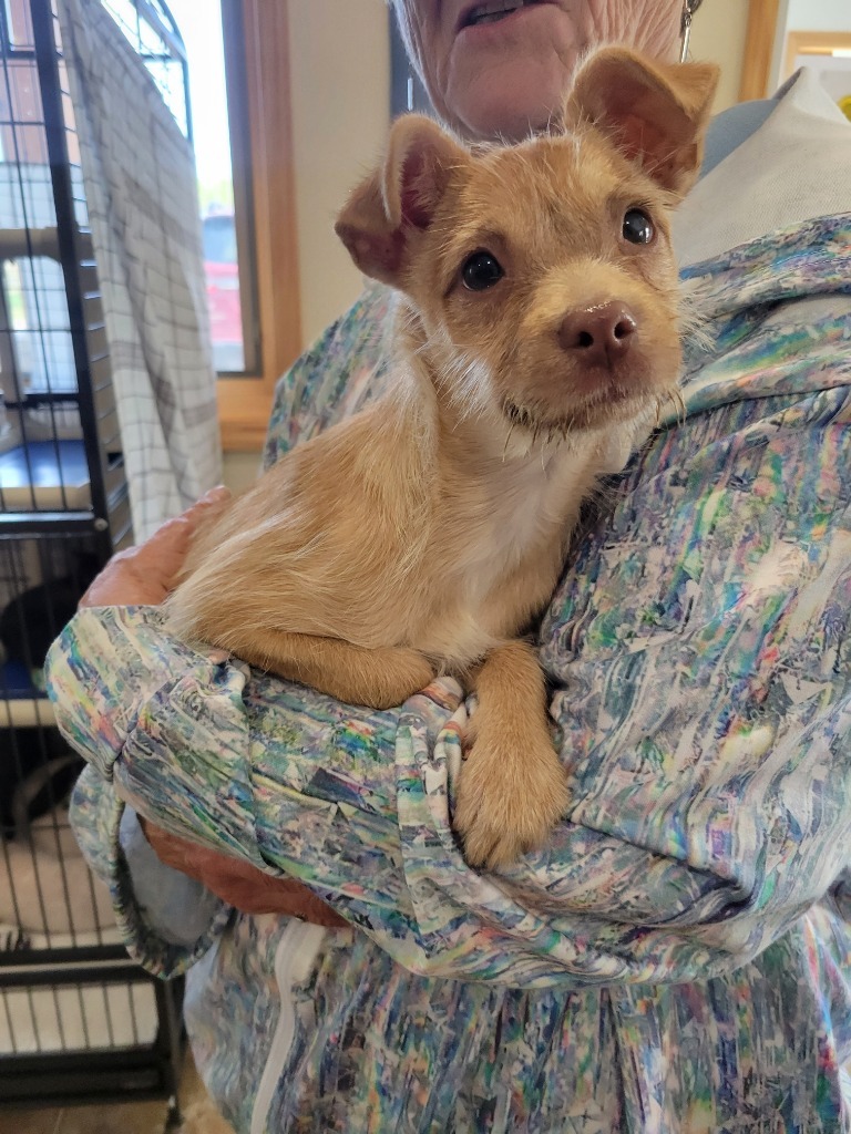 Tryke, an adoptable Terrier in Ashland, WI, 54806 | Photo Image 1