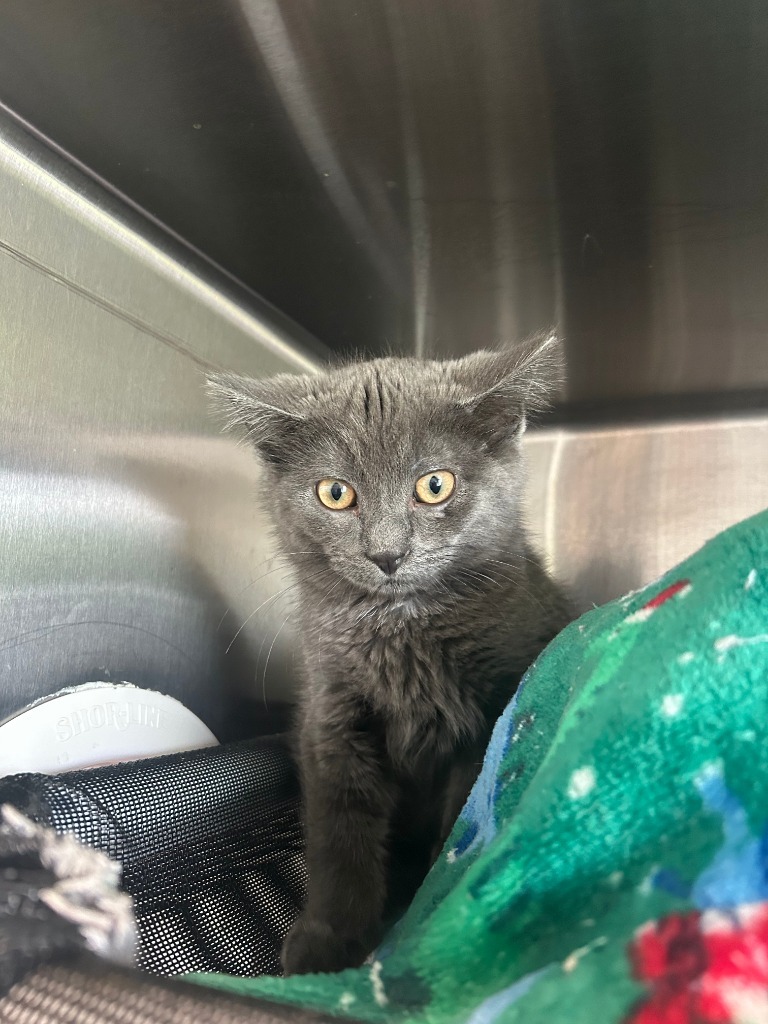 Archer, an adoptable Domestic Short Hair in Ashland, WI, 54806 | Photo Image 1