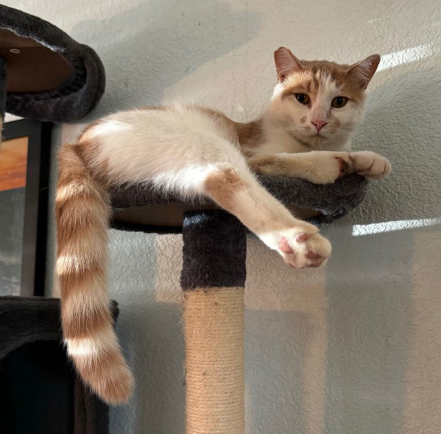 Maniko, an adoptable Domestic Short Hair in Visalia, CA, 93277 | Photo Image 2