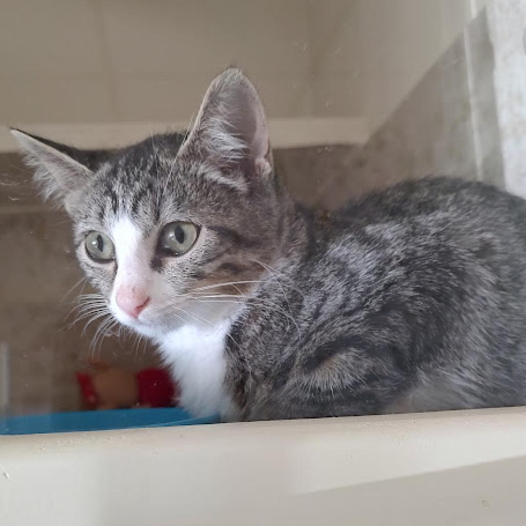 Tessa, an adoptable Domestic Short Hair in Tanner, AL, 35671 | Photo Image 1
