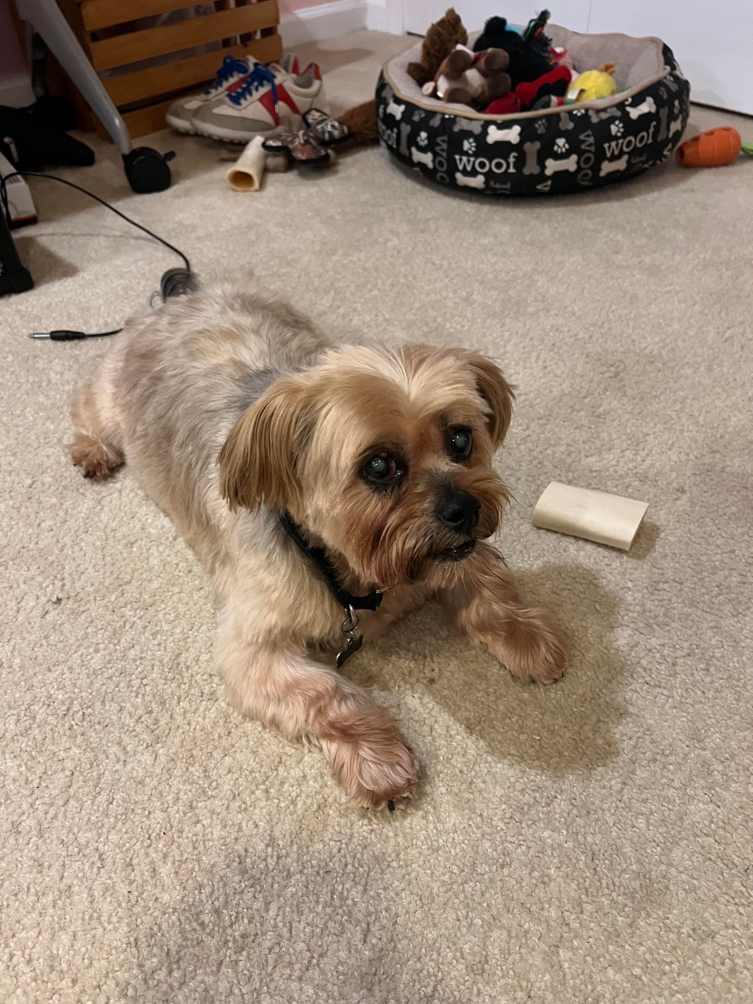 Teddy, an adoptable Maltese, Yorkshire Terrier in Spotsylvania, VA, 22553 | Photo Image 1