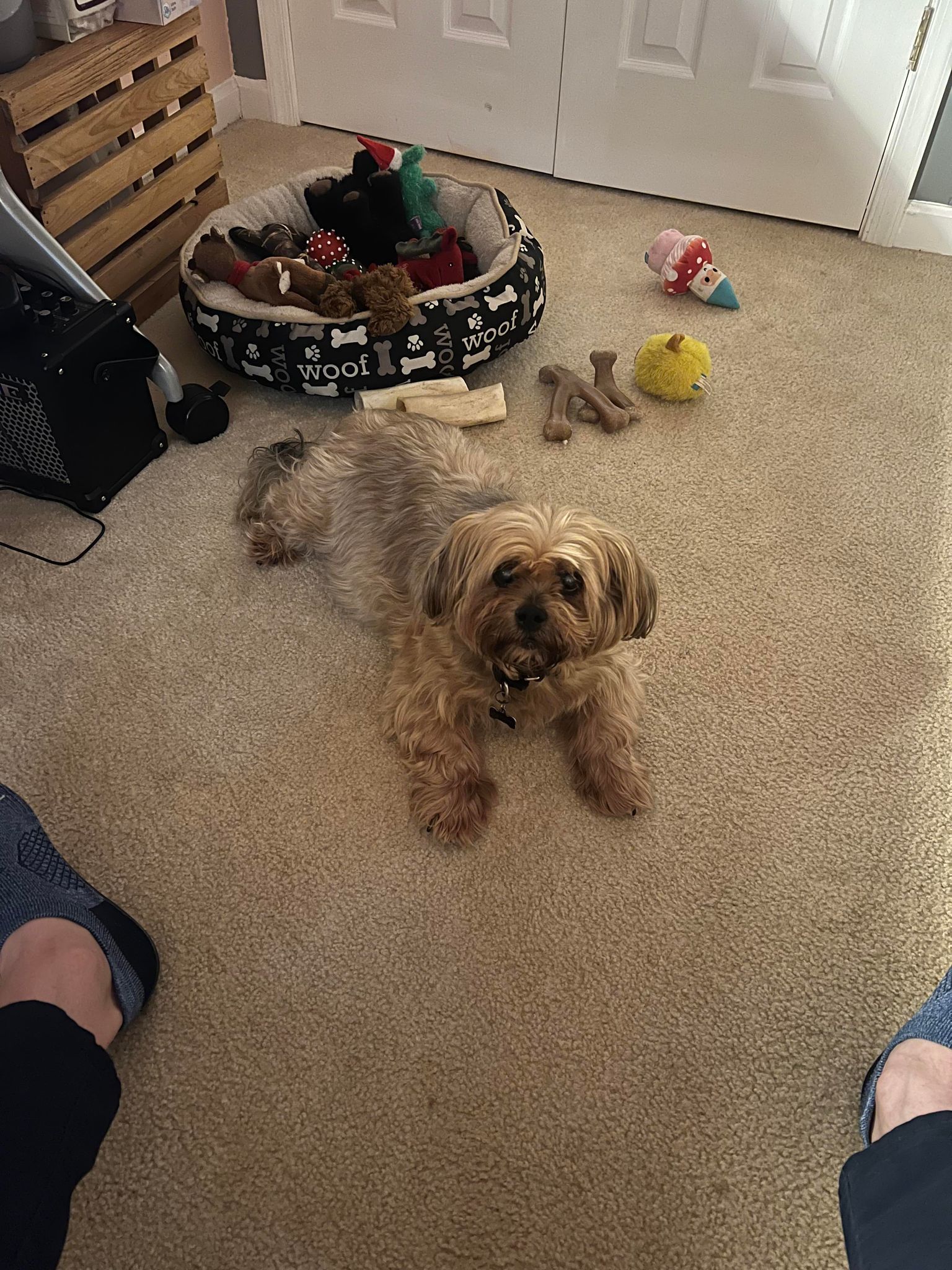 Teddy, an adoptable Maltese, Yorkshire Terrier in Spotsylvania, VA, 22553 | Photo Image 2