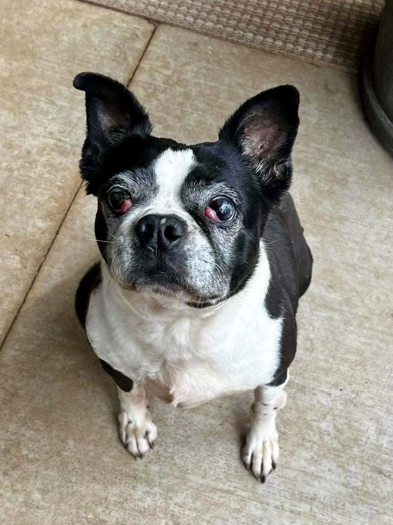 Raleigh (Adoption Pending)
