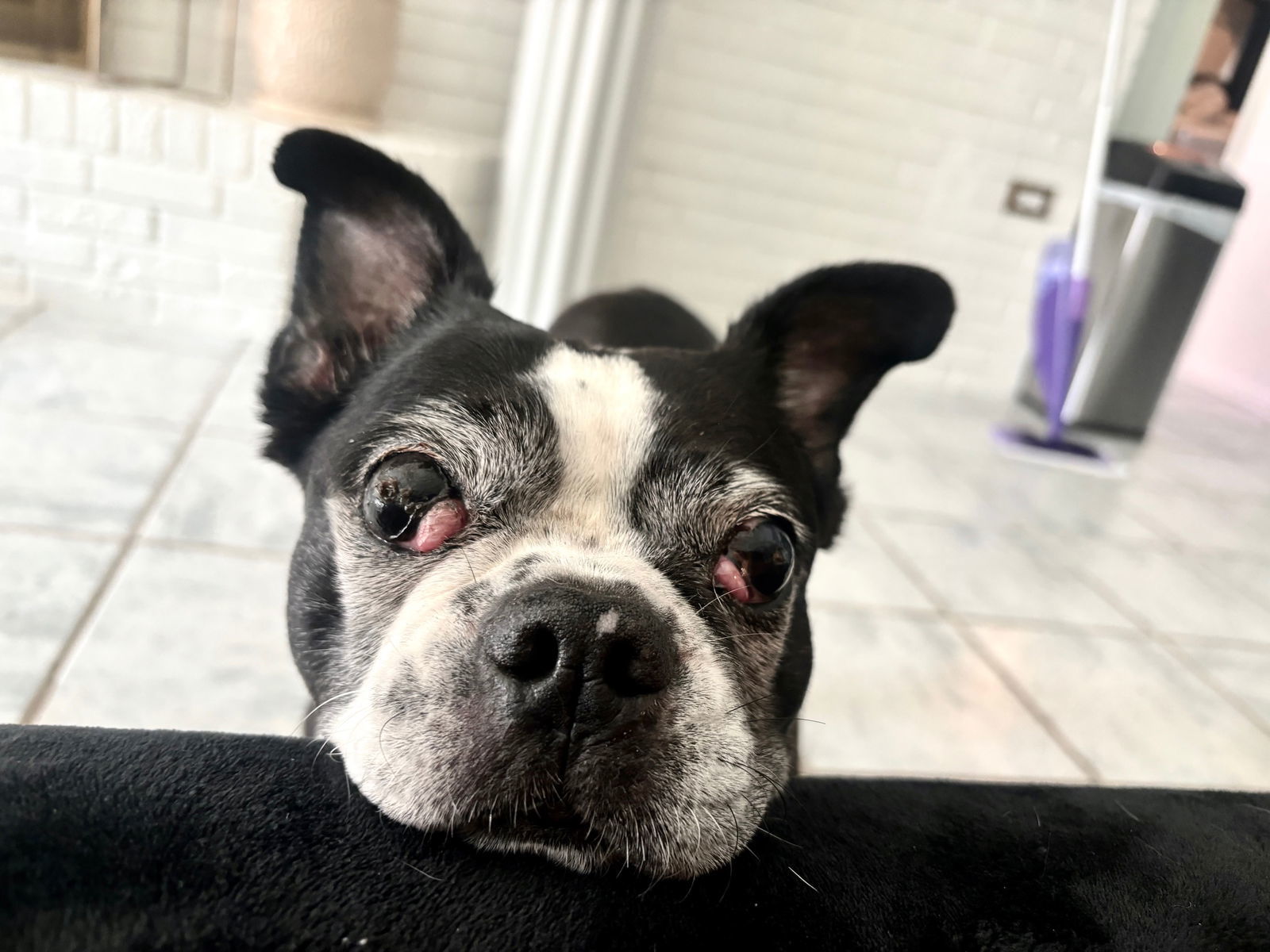 Raleigh (Adoption Pending)