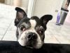 Raleigh (Adoption Pending) photo 2