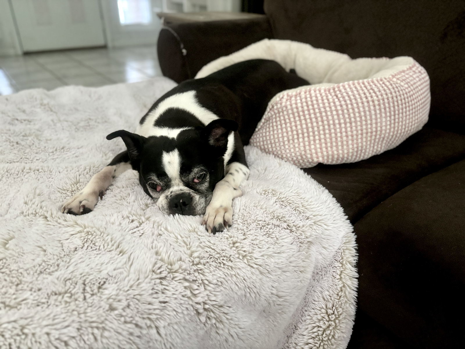 Raleigh (Adoption Pending)