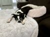 Raleigh (Adoption Pending) photo 3