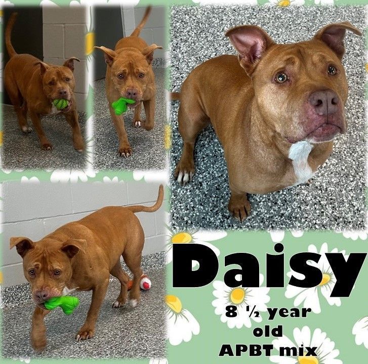 DAISY