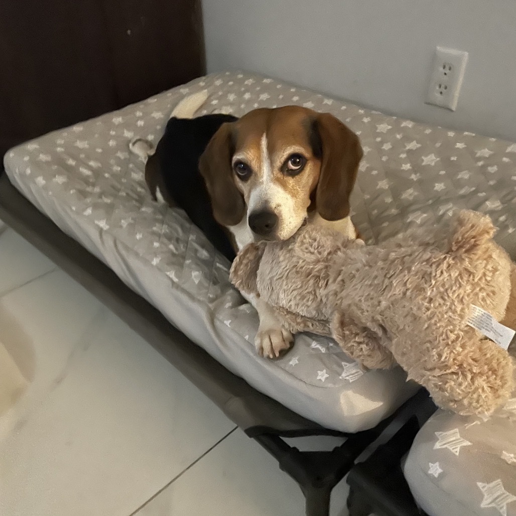 Bruno, an adoptable Beagle in Miami, FL, 33186 | Photo Image 1