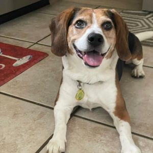 Bruno came to us from Miami-Dade Animal Services where he was dumped by his previous family While 
