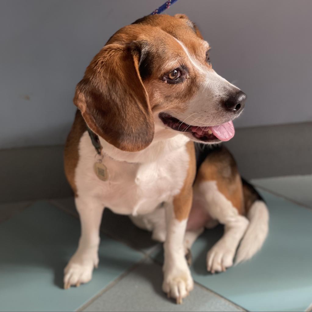 Bruno, an adoptable Beagle in Miami, FL, 33186 | Photo Image 3