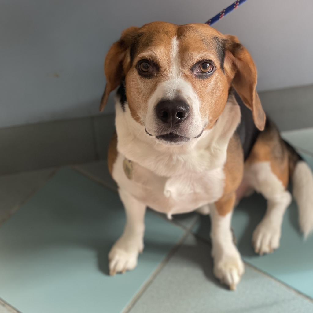 Bruno, an adoptable Beagle in Miami, FL, 33186 | Photo Image 4