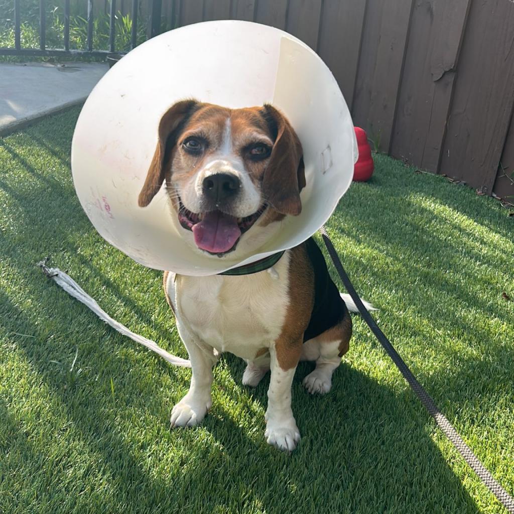 Bruno, an adoptable Beagle in Miami, FL, 33186 | Photo Image 5
