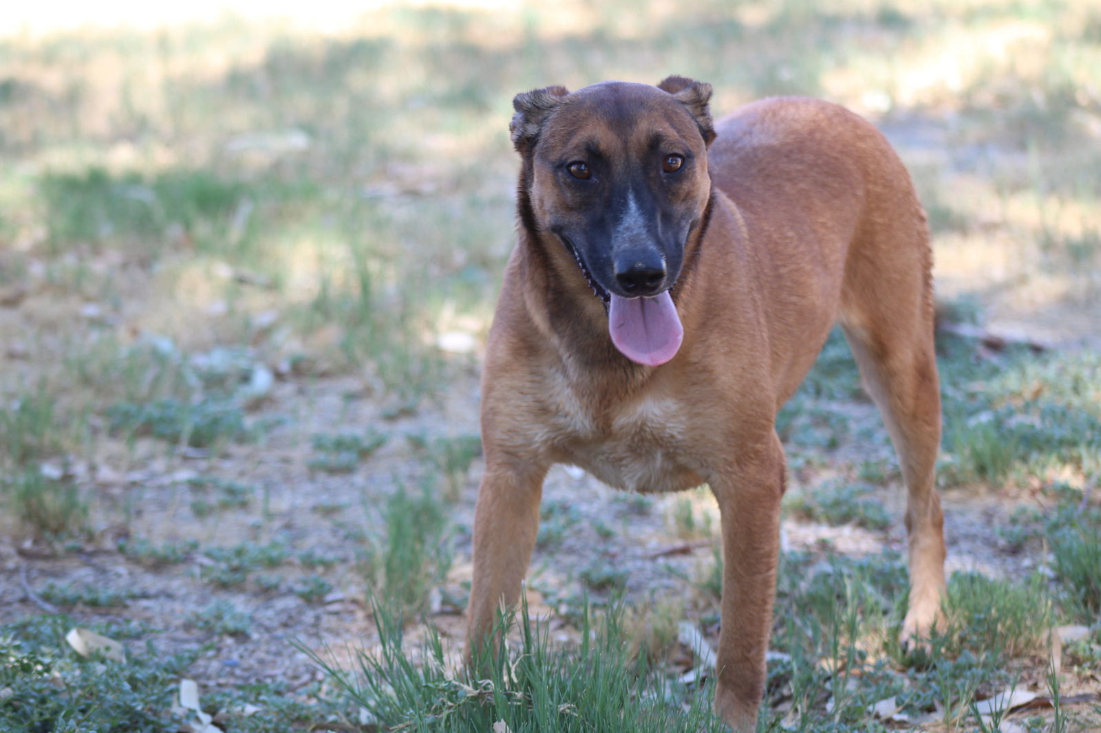 Cheesecake, an adoptable Bull Terrier, Shepherd in El Centro, CA, 92243 | Photo Image 1