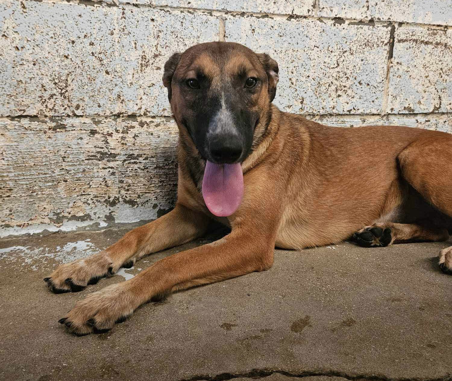 Cheesecake, an adoptable German Shepherd Dog in El Centro, CA, 92243 | Photo Image 2