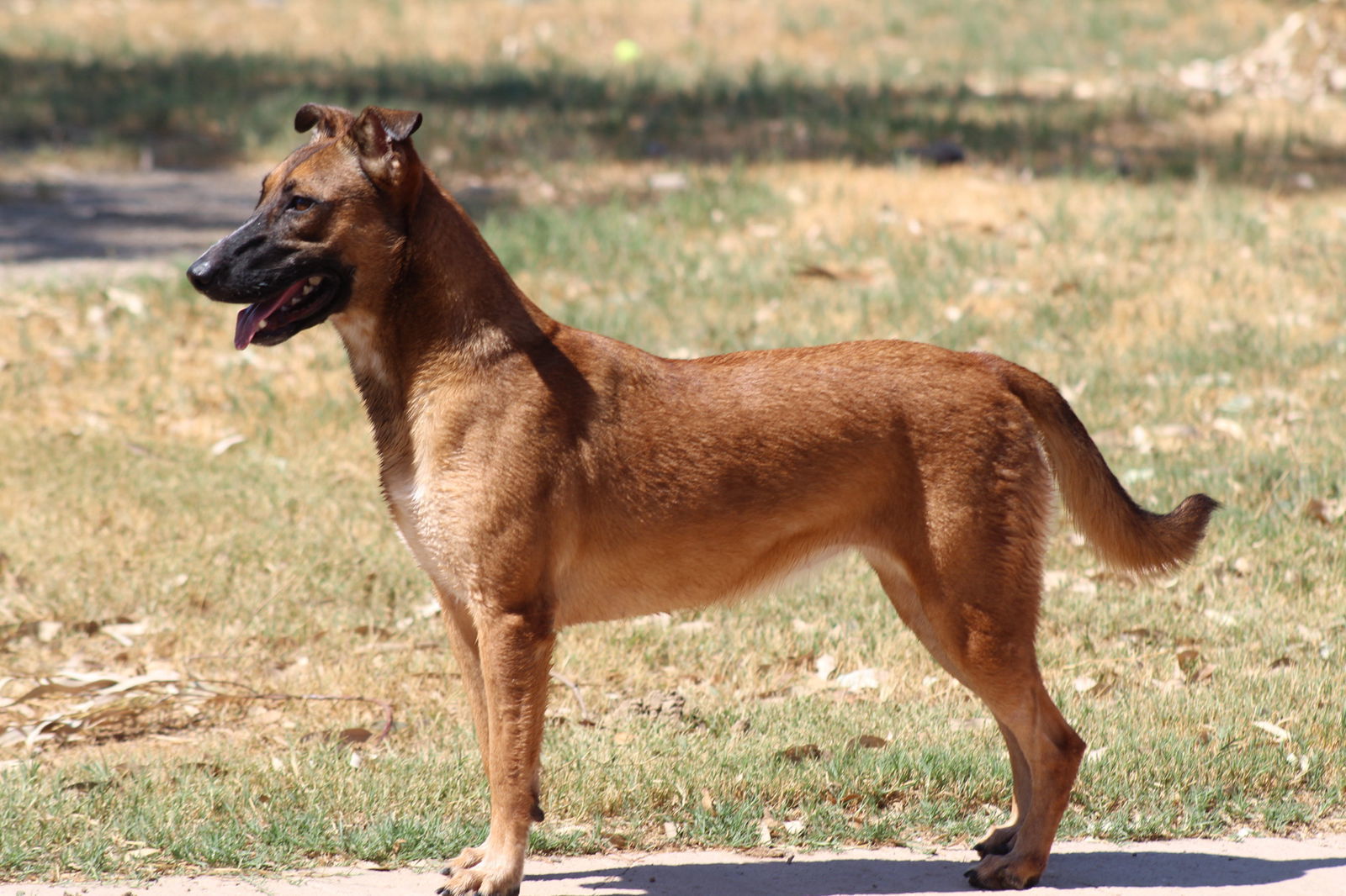 Cheesecake, an adoptable Bull Terrier, Shepherd in El Centro, CA, 92243 | Photo Image 2