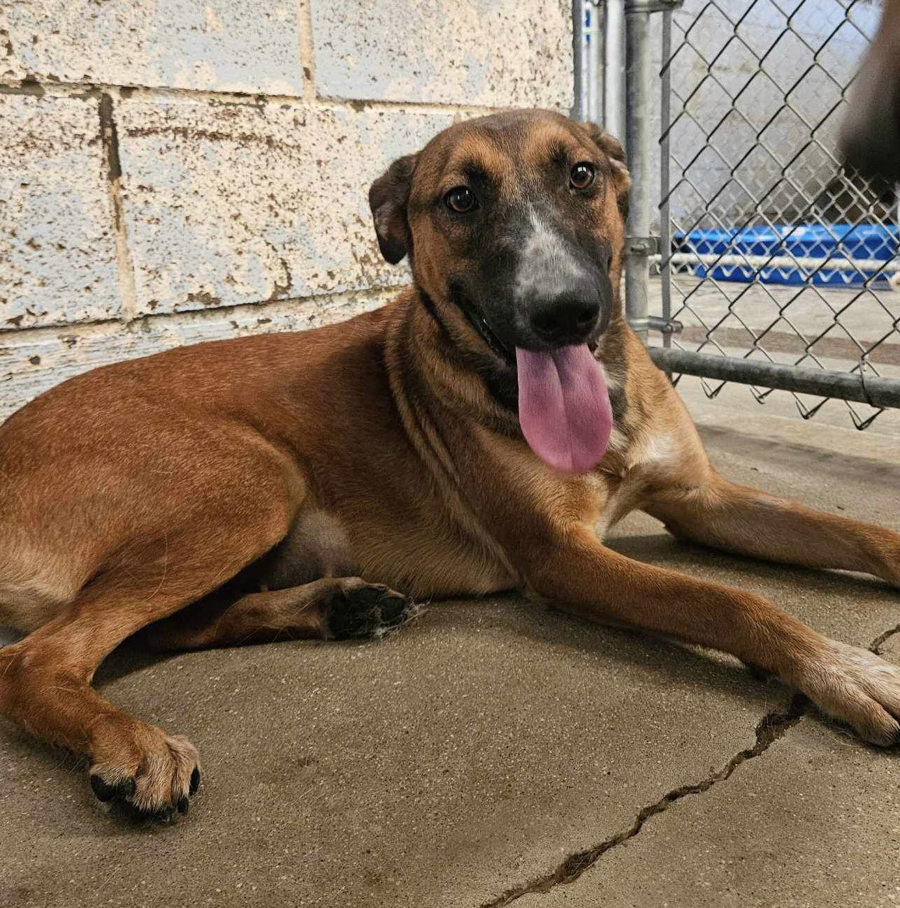Cheesecake, an adoptable German Shepherd Dog in El Centro, CA, 92243 | Photo Image 3