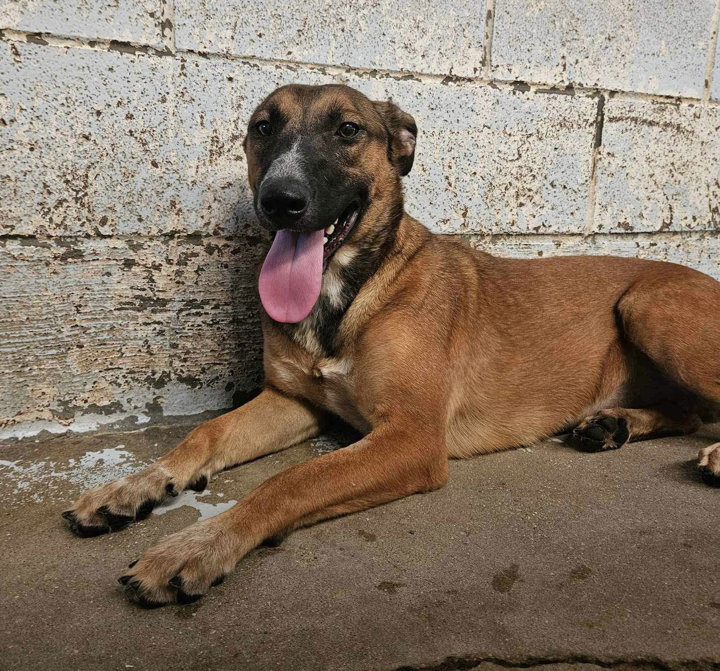 Cheesecake, an adoptable Bull Terrier, Shepherd in El Centro, CA, 92243 | Photo Image 3