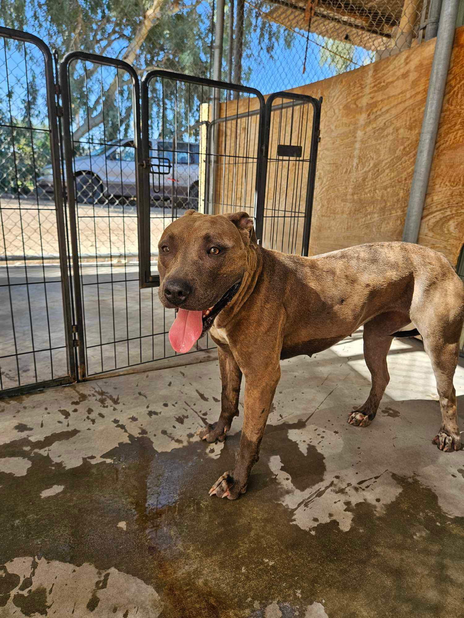 Jewels, an adoptable Pit Bull Terrier in El Centro, CA, 92243 | Photo Image 1