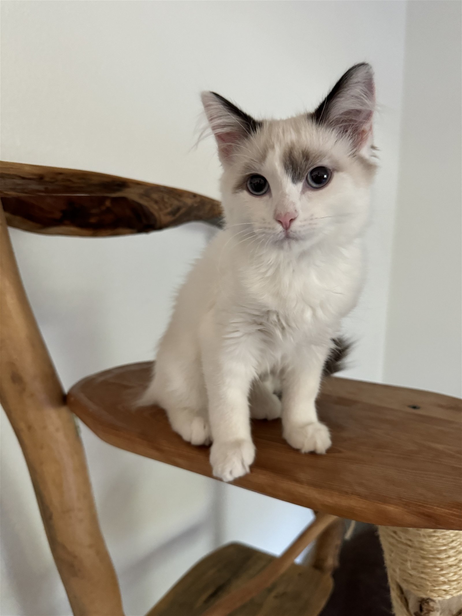 Rose KT, an adoptable Snowshoe, Ragdoll in Vallejo, CA, 94591 | Photo Image 1