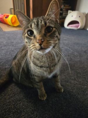 Damar (Bonded Pair with Kes), Adult Male Domestic Short Hair