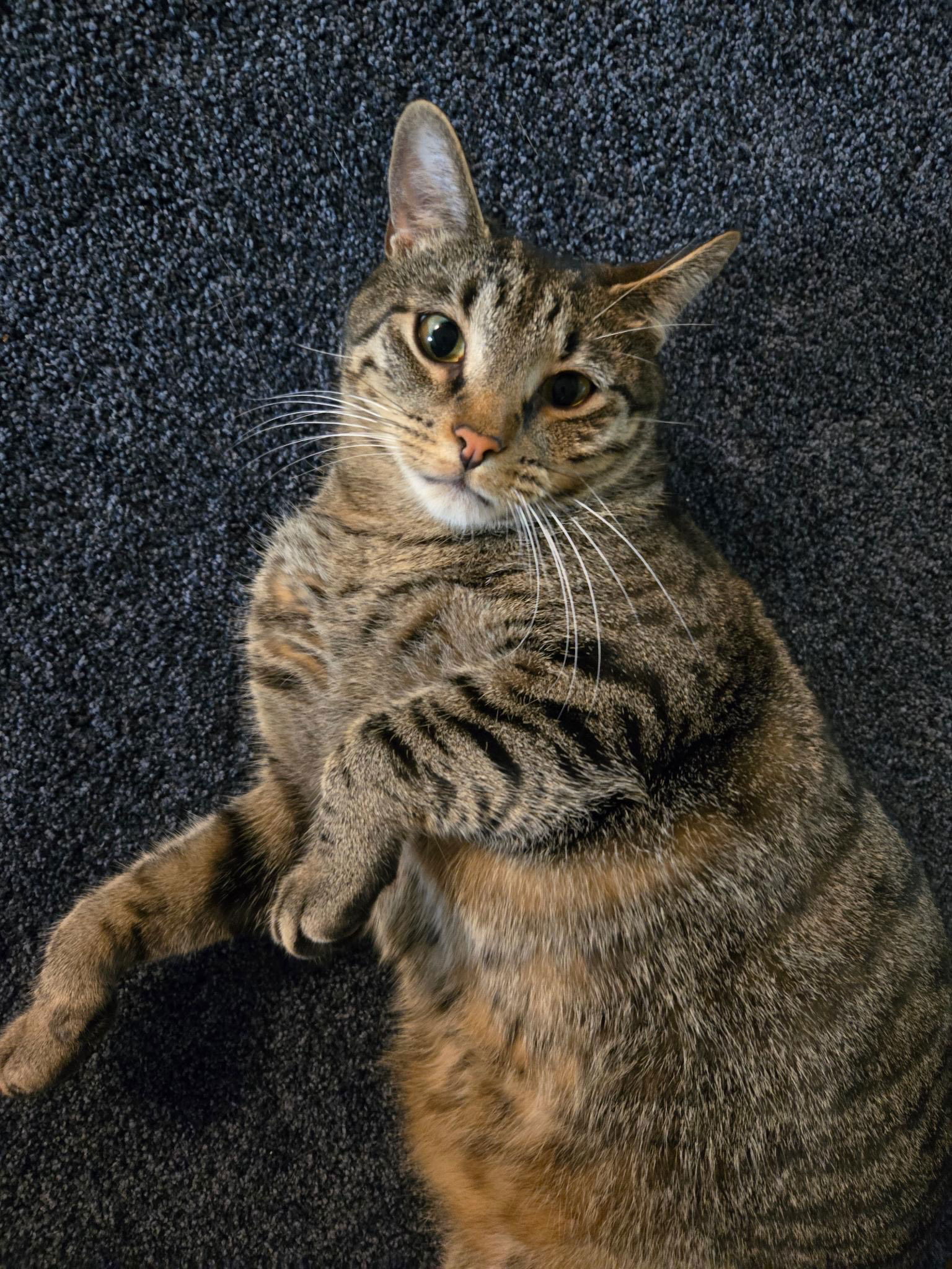 Damar (Bonded Pair with Kes)